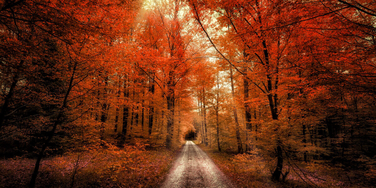 Autumn Forest Passage Wallpaper 壁纸 特色图